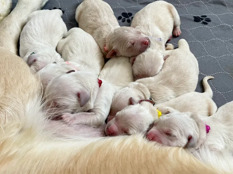 Blue water Goldens