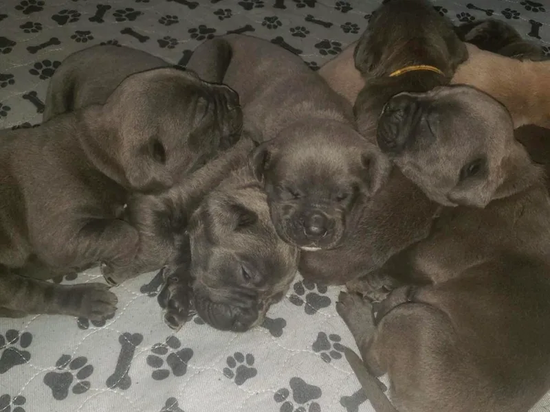 Blue Water Kennels of Oklahoma
