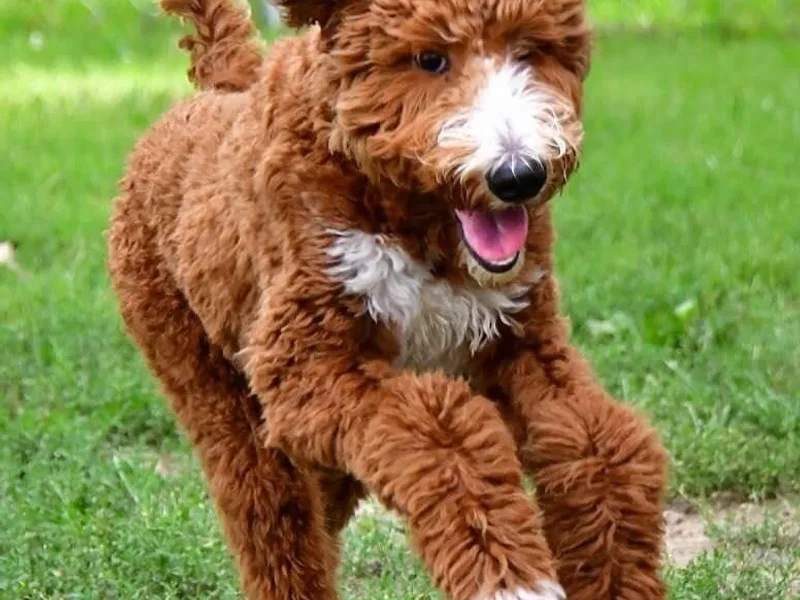 Bluebell Goldendoodles