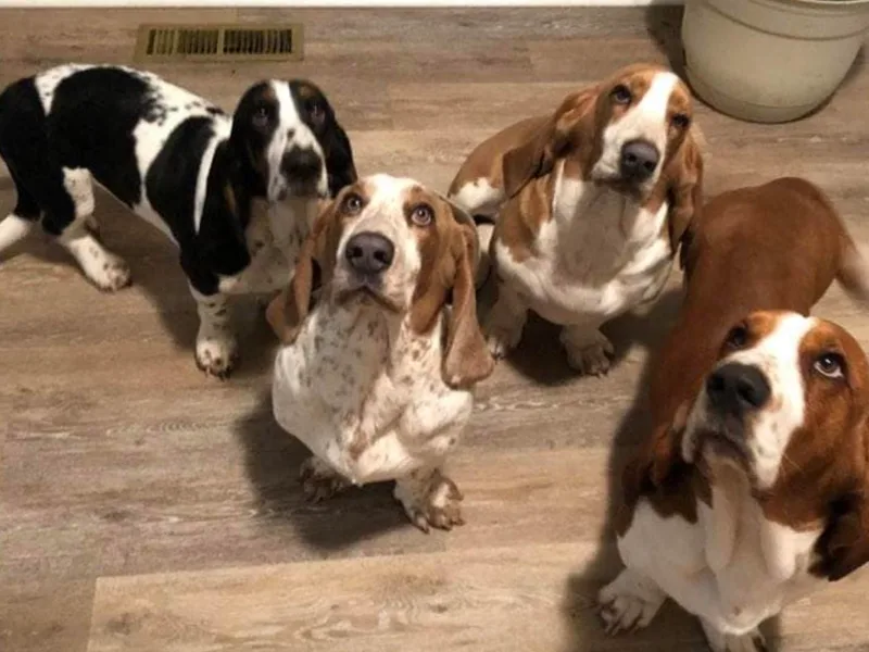 Bluebelle Blossom Basset Hounds