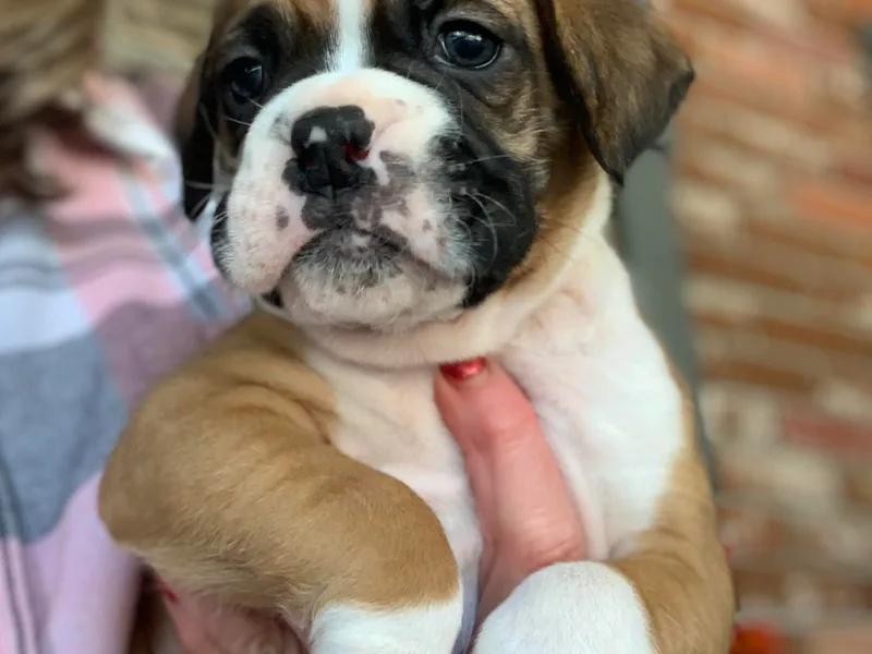 Blueberry Hill Boxers