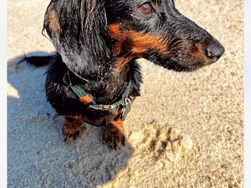 Blueberry Hill Mini Dachshunds