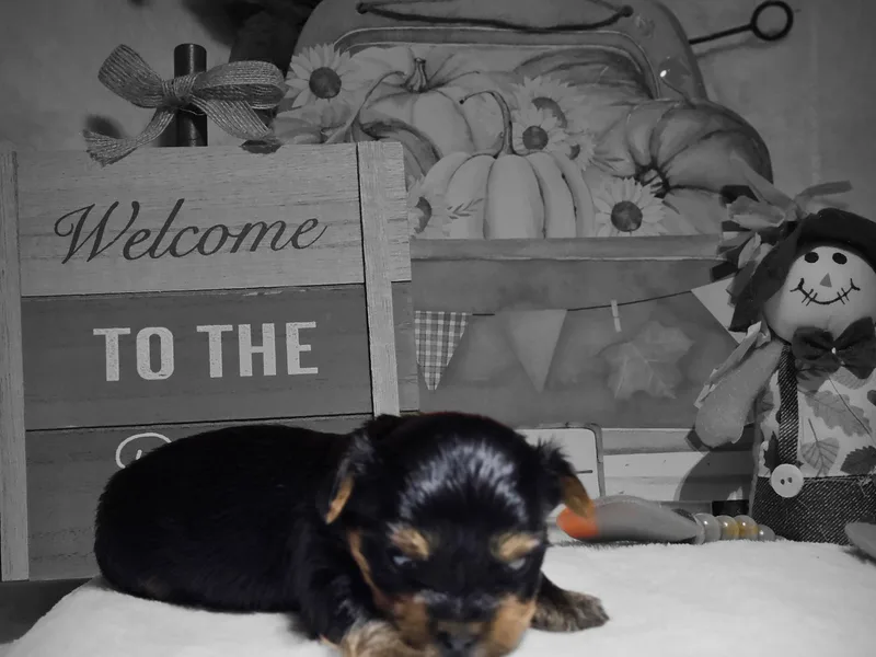 Blueberry Hill Yorkies