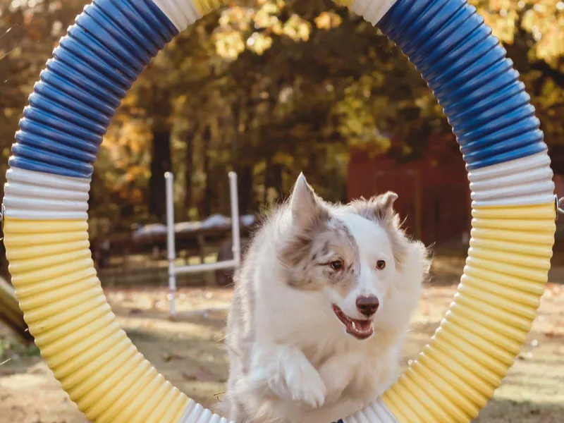 Bluebird Aussiebilities