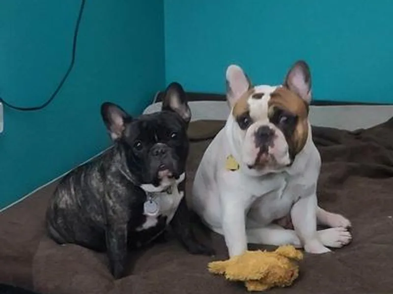 Bluebird French Bulldogs