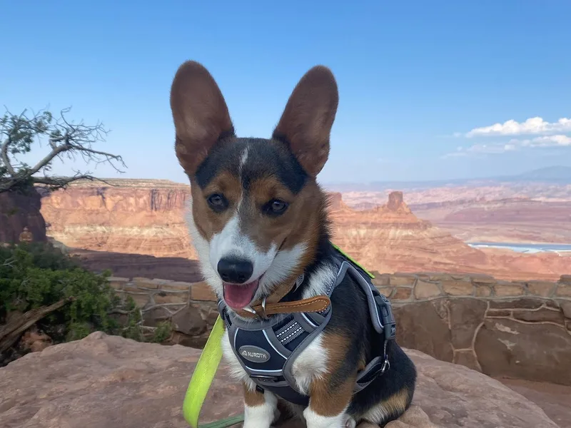 Bluebirds Corgis photo 1