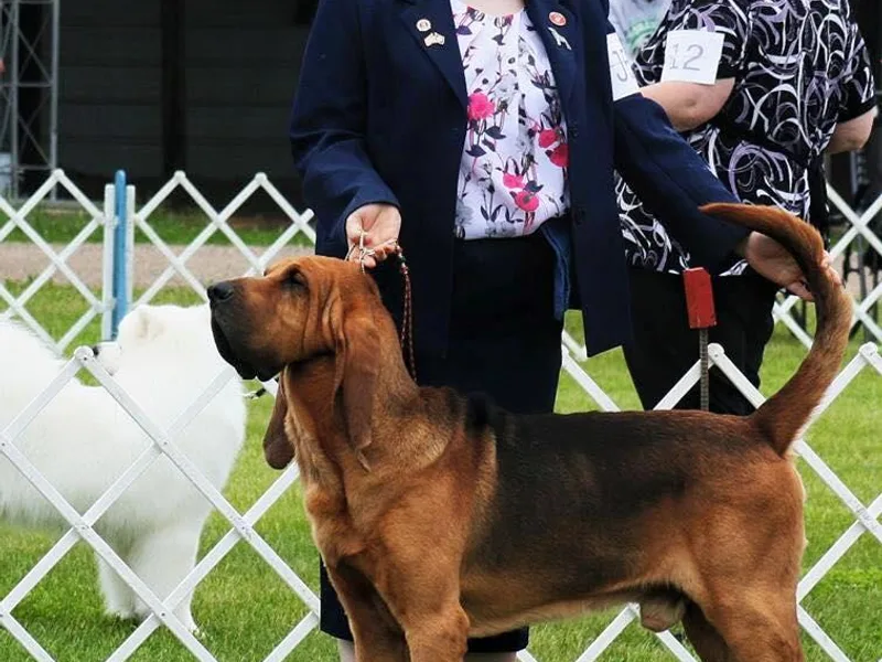 Bluebloods Kennel