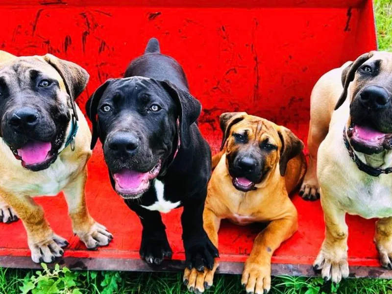 Bluebonnet Boerboels