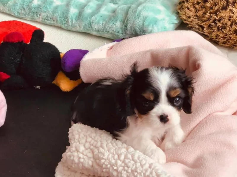 Bluebonnet Cavaliers