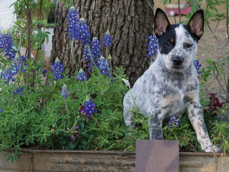 Bluebonnet Heelers