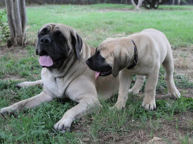 Bluebonnet Mastiffs