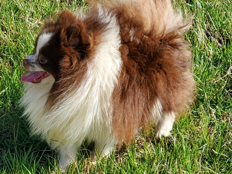 Bluebonnet Pomeranians