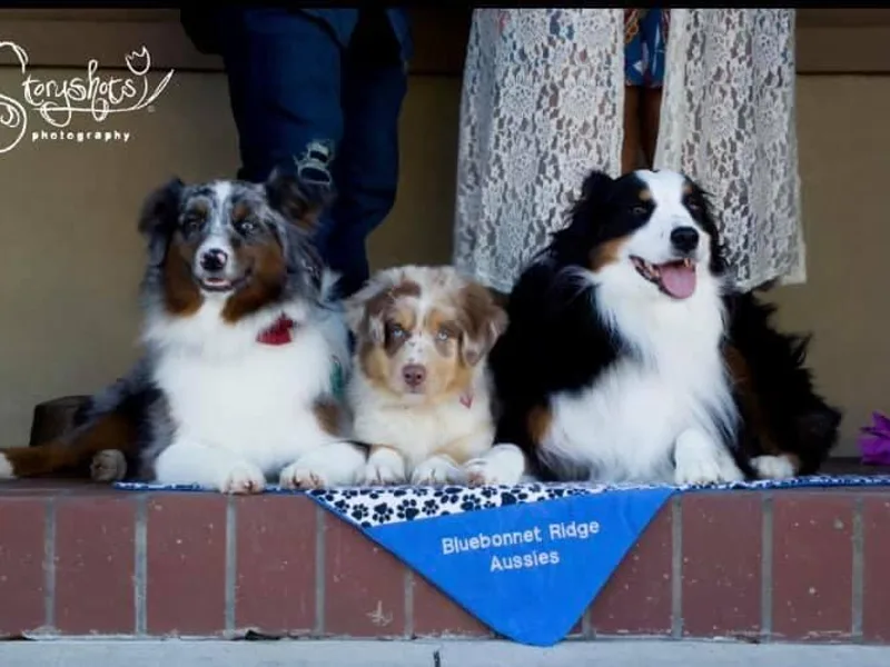 Bluebonnetridge Aussies