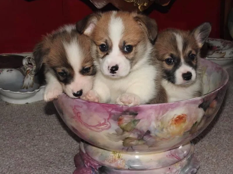 Bluebonnets and Roses Corgis