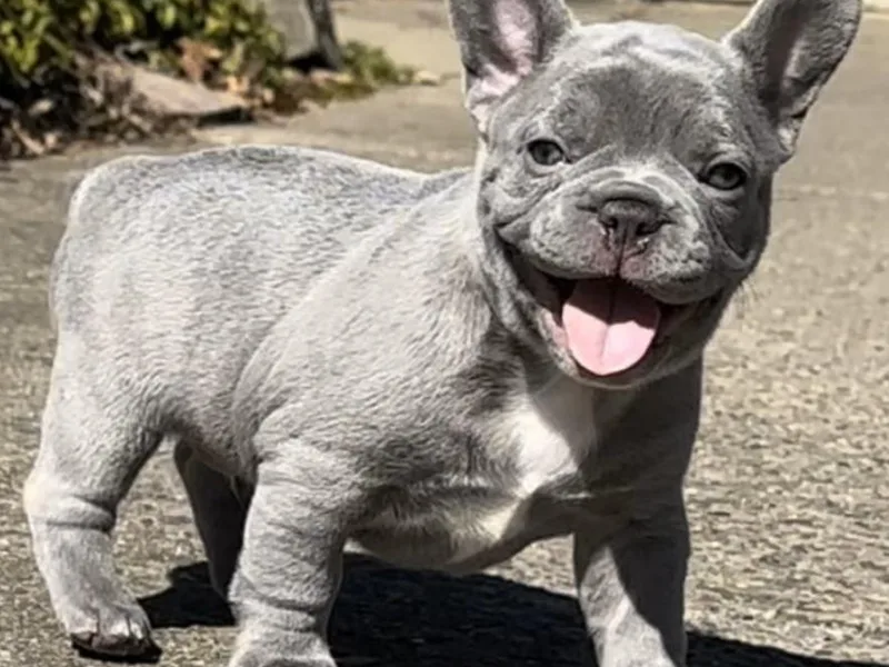 BlueCairo Frenchies