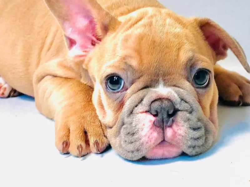 BlueCoat French Bulldogs