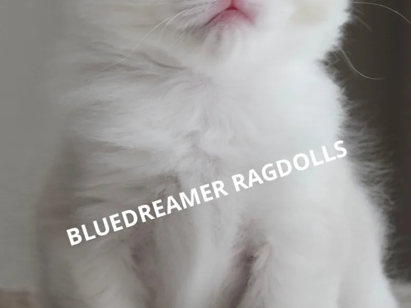 Bluedreamer