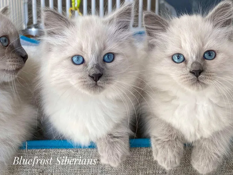 Bluefrost