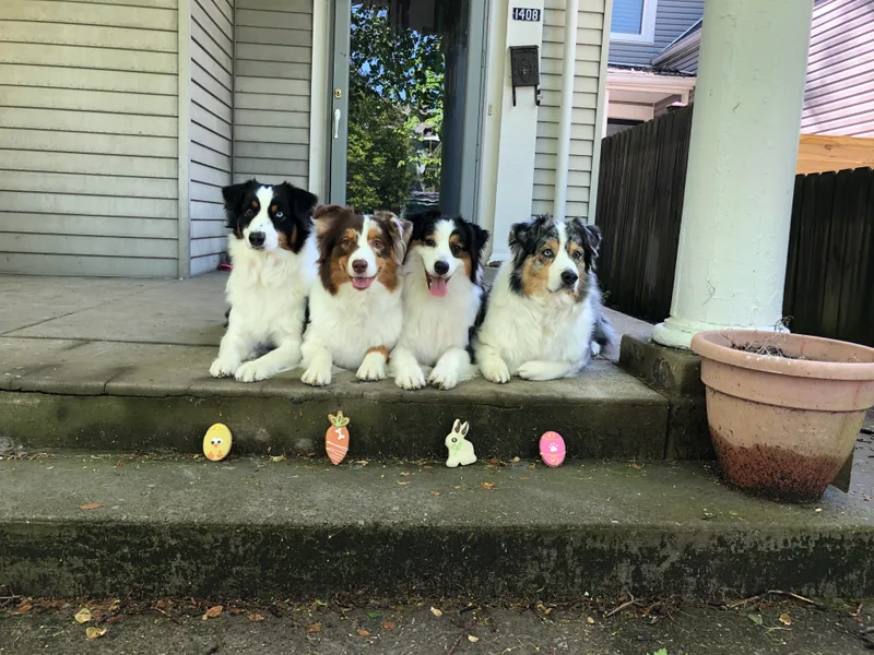 Bluegrass Australian Shepherds