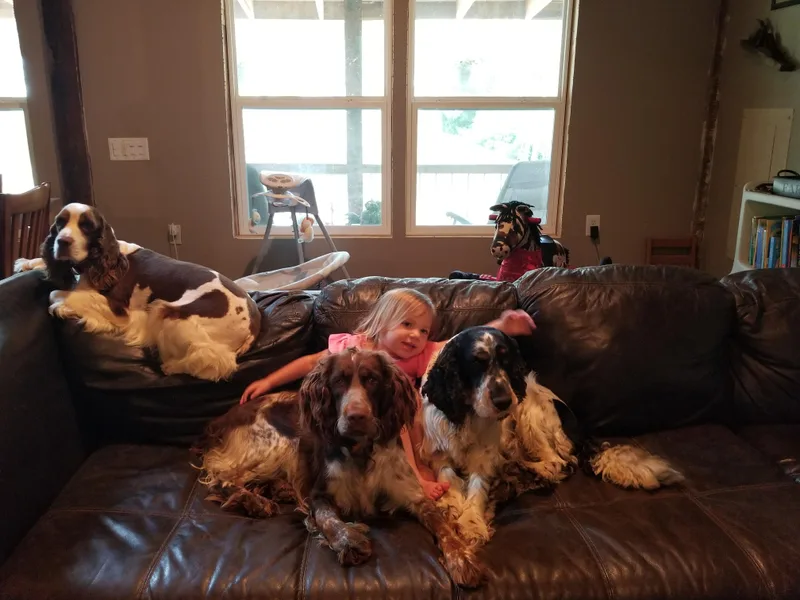 Bluegrass Bend English Springer Spaniels