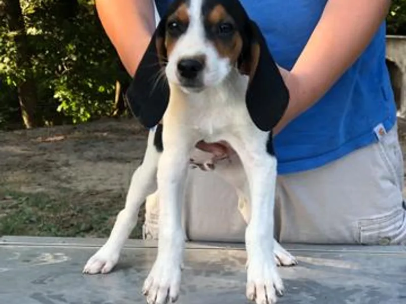 Bluegrass BET Aussie’s