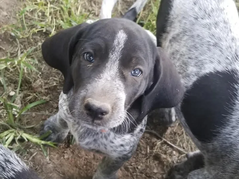 Bluegrass Blueticks (BGK) photo 1