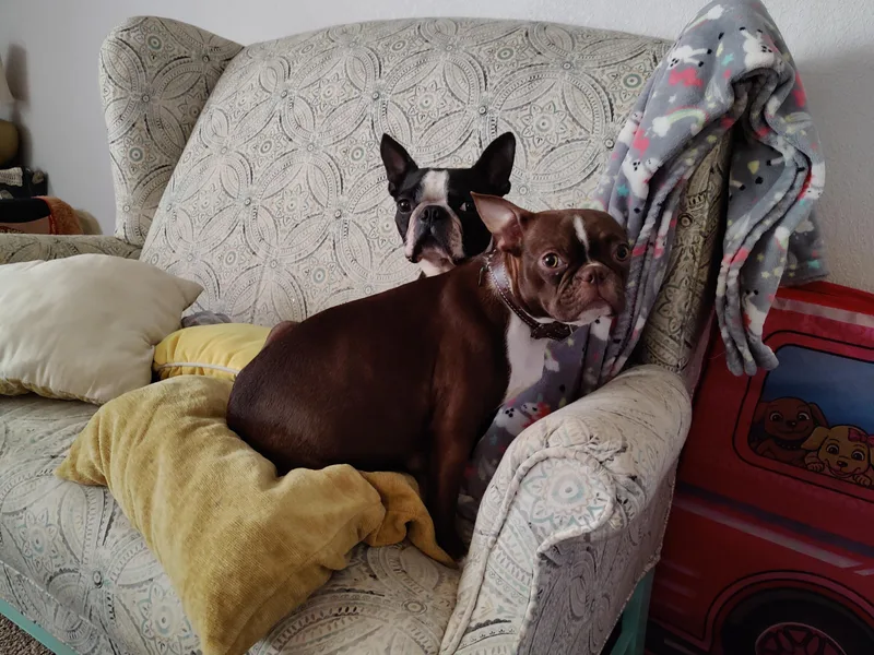 Bluegrass Boston Terriers
