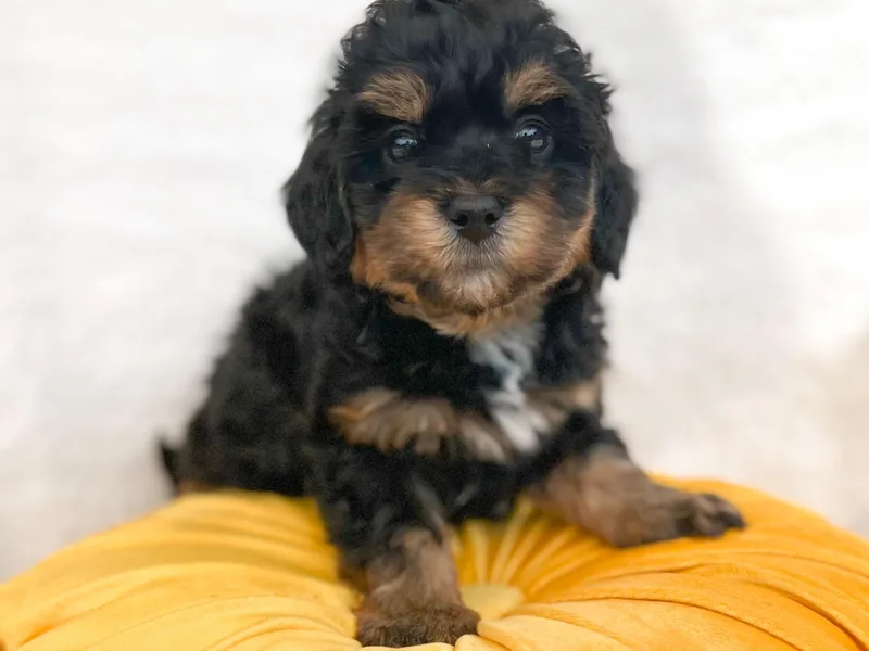 Bluegrass Doodle Buddies