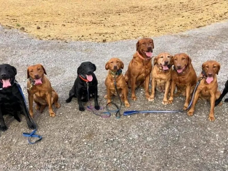 Bluegrass Labradors