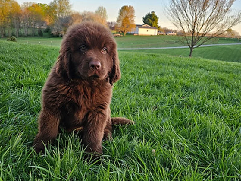 Bluegrass River Newfoundlands