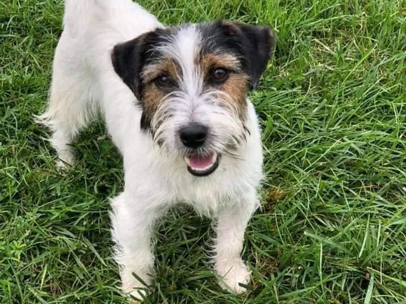 Bluegrass Russell Terriers