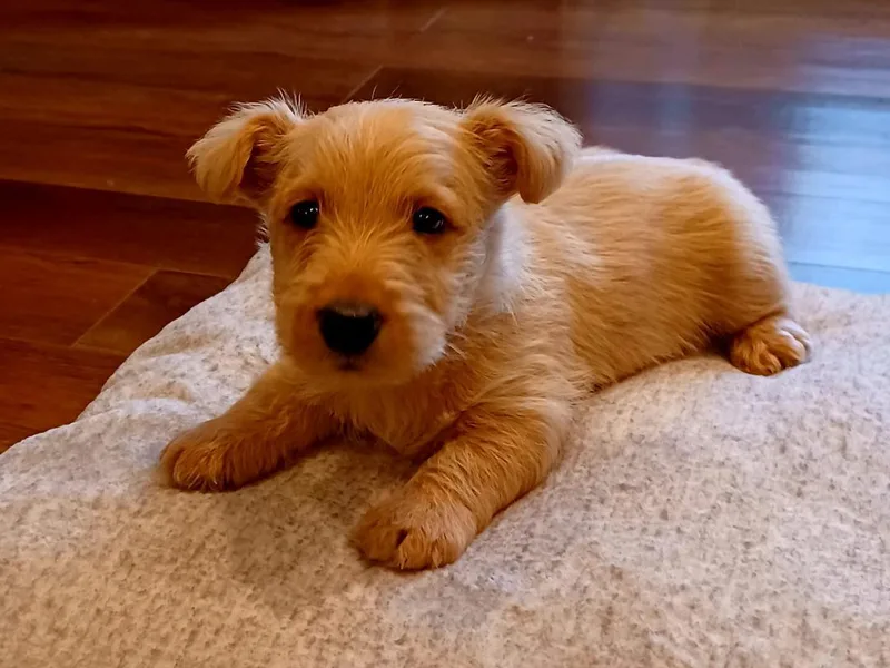 Bluegrass Scottish Terriers