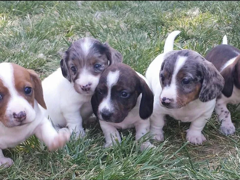 Bluegum Dachshunds