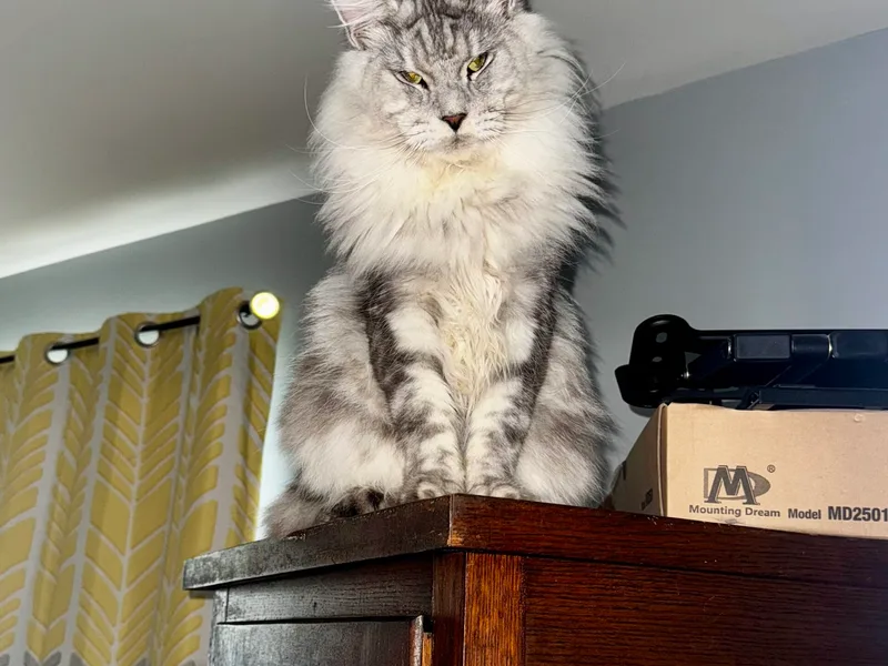 BlueMainecoonTN