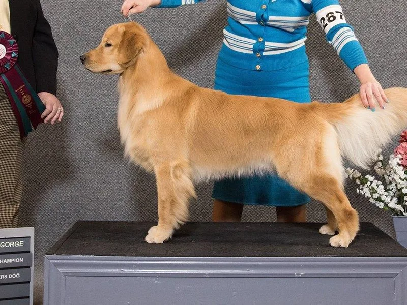 Bluemittn Retrievers