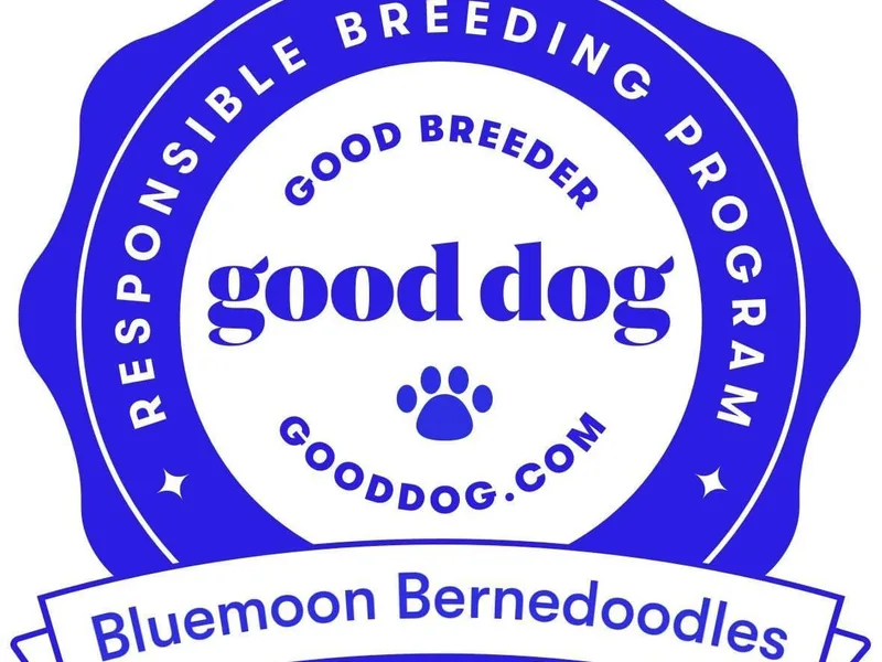 Bluemoon Bernedoodles photo 1