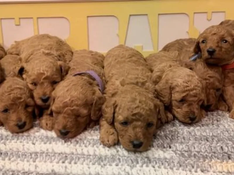 Blues Performance Poodles