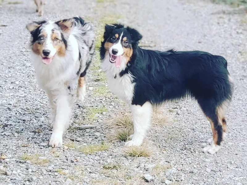 BlueSpark Australian Shepherds