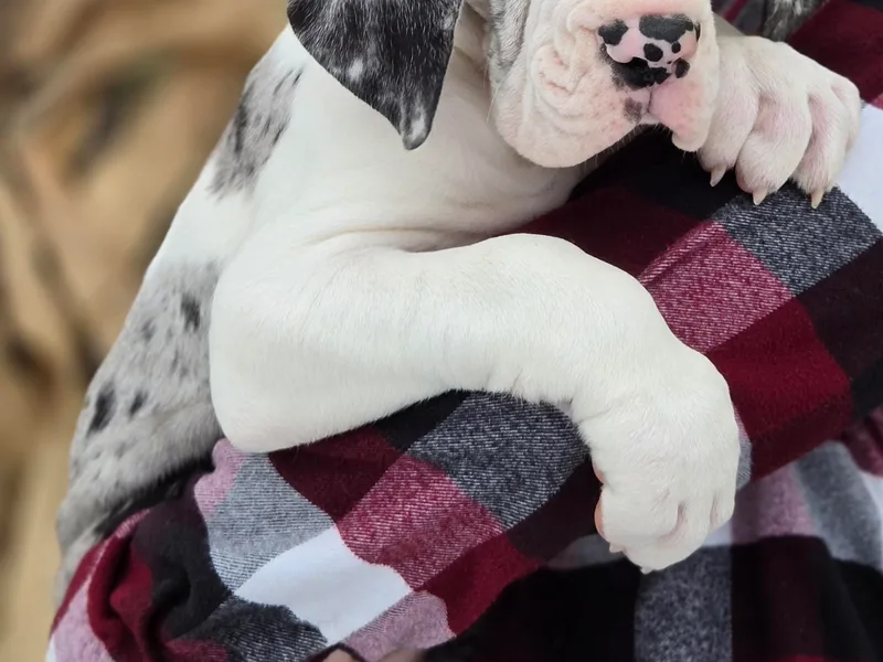 Bluestone Valley Great Danes