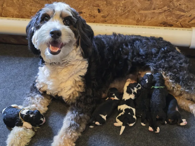 Bluff Country Bernedoodles