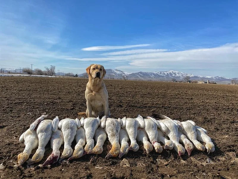 Bluff View Labradors