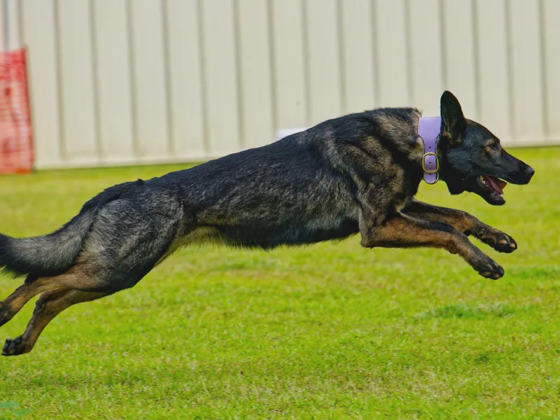 Blumenhaus German Shepherd Dogs