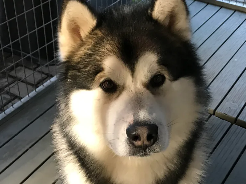 BluMoon Alaskan Malamutes