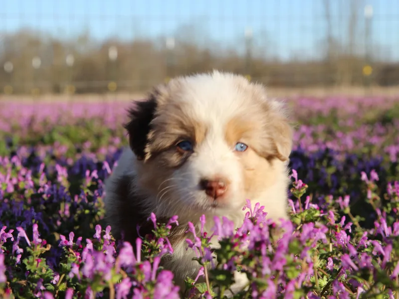 Blush &amp; Lace Aussie Co.