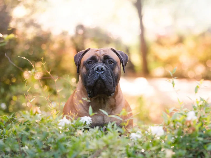 Blushing Dawn Bullmastiffs