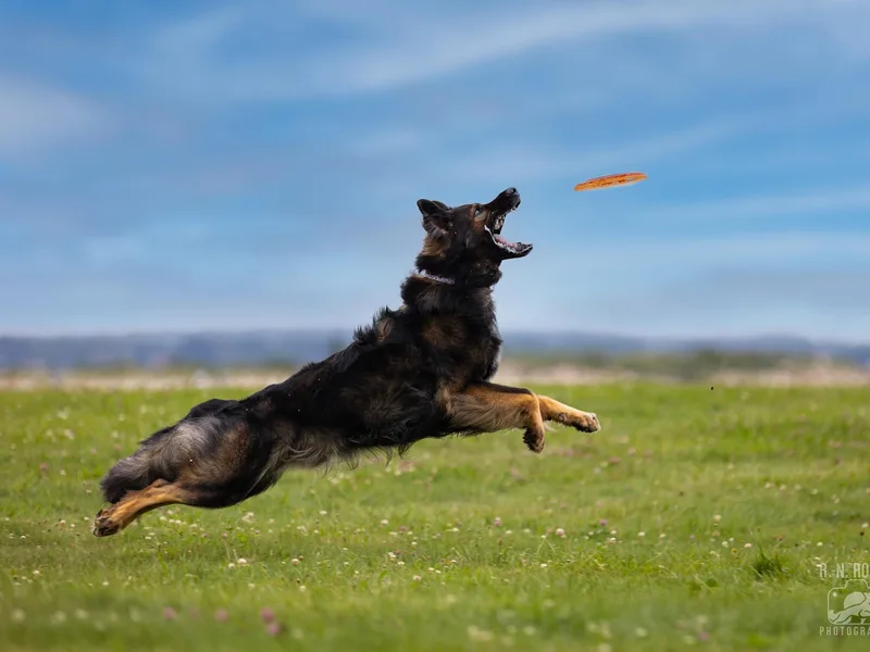 Blutmond German Shepherds