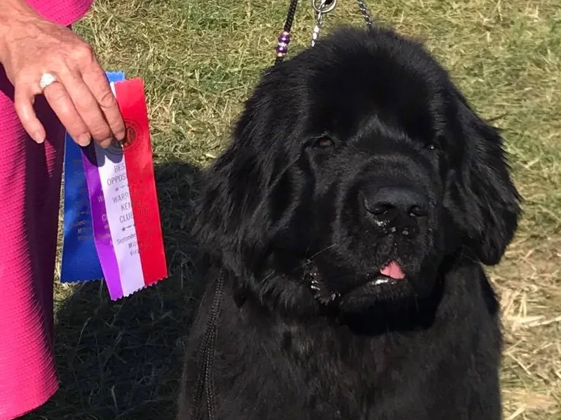 Bluwater Newfoundlands
