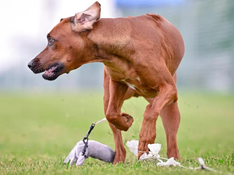 Blyde River Rhodesian Ridgebacks