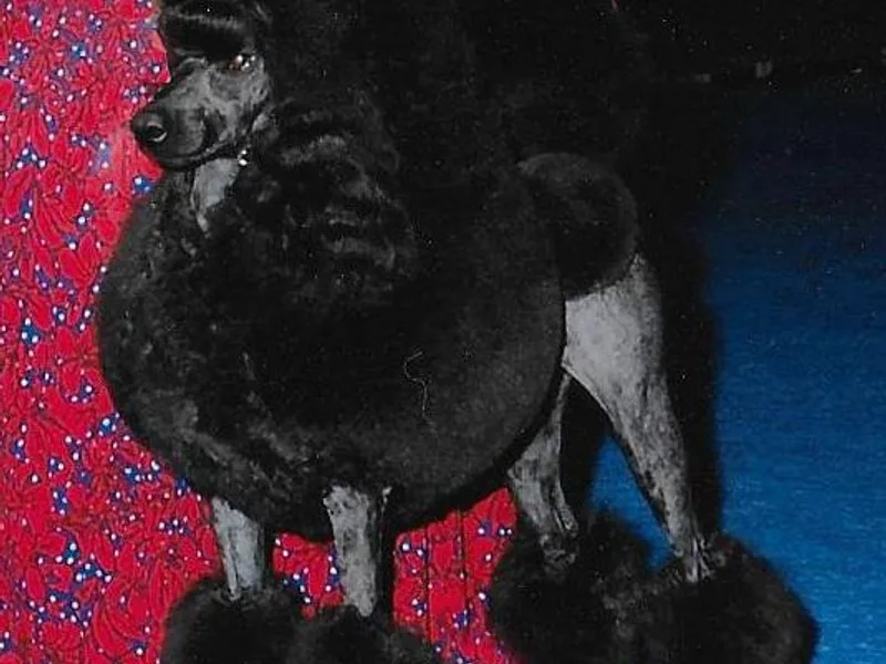 Blyss Miniature Poodles