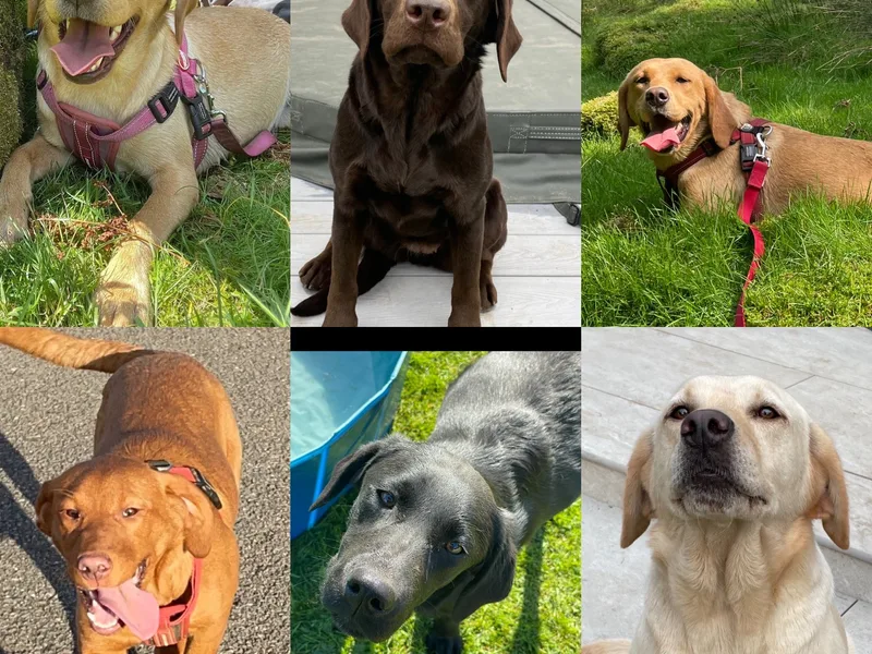 Blythamour Labradors photo 1